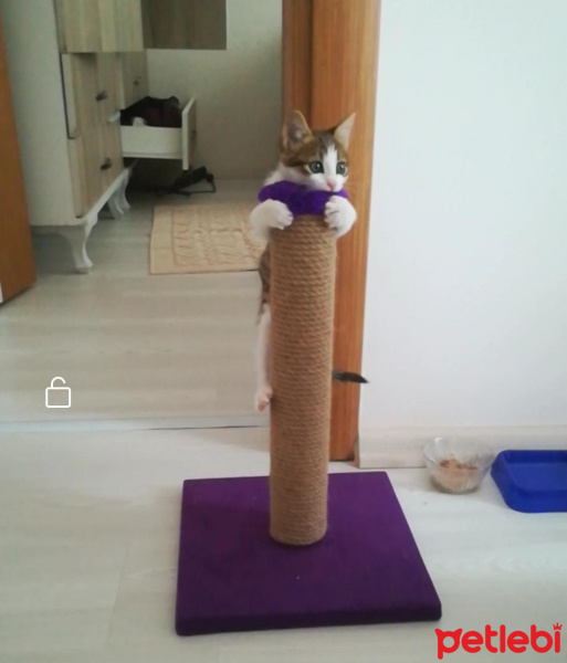 Tekir Kedi, Kedi  Tutku fotoğrafı