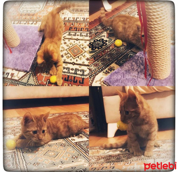 Tekir Kedi, Kedi  Cesur fotoğrafı