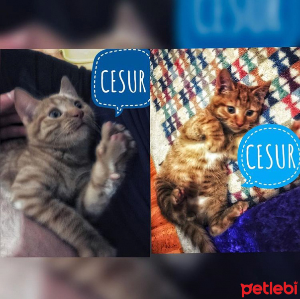 Tekir Kedi, Kedi  Cesur fotoğrafı
