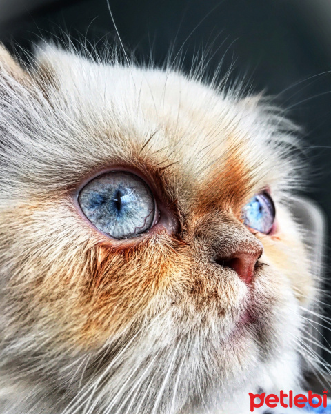 İran Kedisi (Persian), Kedi  Berf fotoğrafı