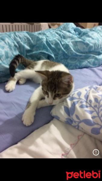 Tekir Kedi, Kedi  Efe fotoğrafı