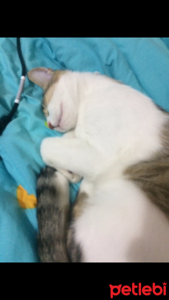 Tekir Kedi, Kedi  Efe fotoğrafı