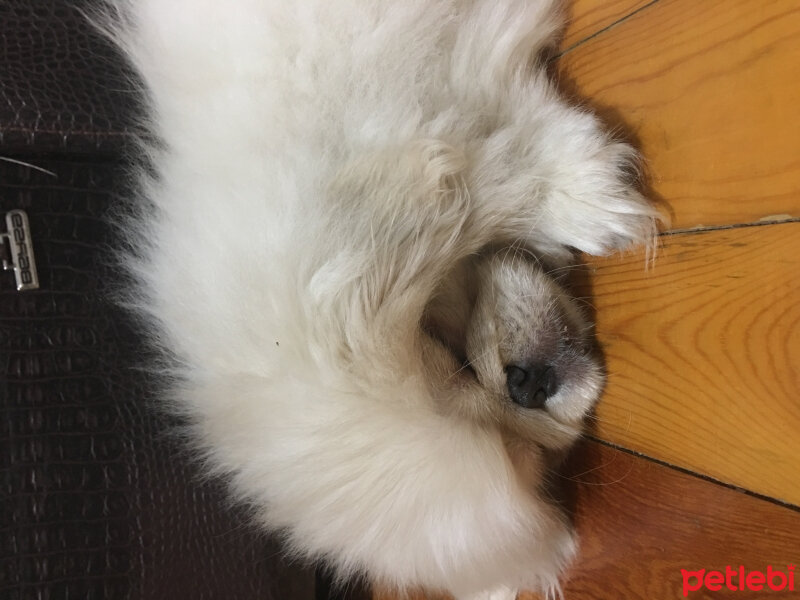 Pekingese, Köpek  Kuki fotoğrafı