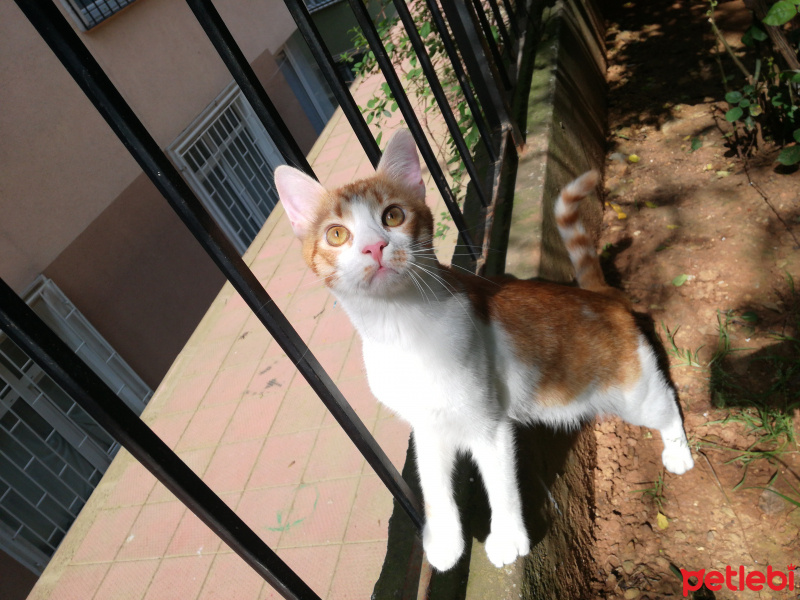 Tiffanie, Kedi  Puşuli/Portakal fotoğrafı
