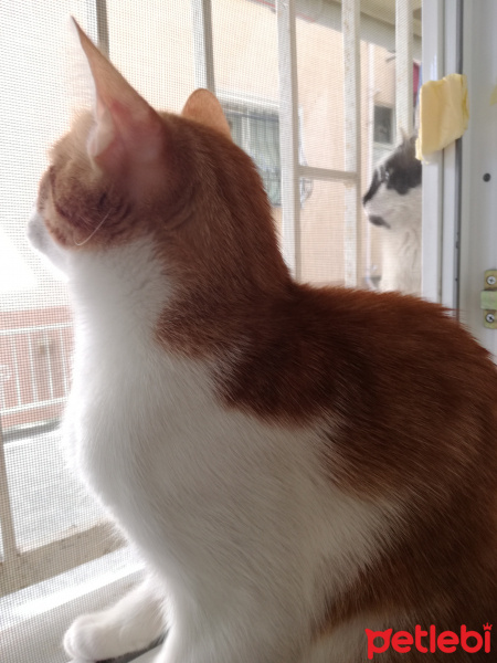 Tiffanie, Kedi  Puşuli/Portakal fotoğrafı