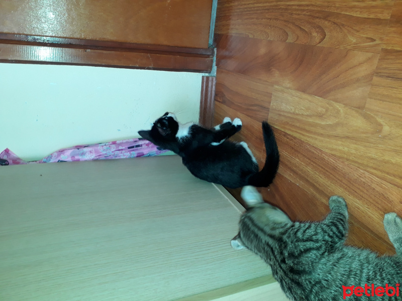 Tekir Kedi, Kedi  Siyah beyaz maya   yeşil siyah karamel fotoğrafı
