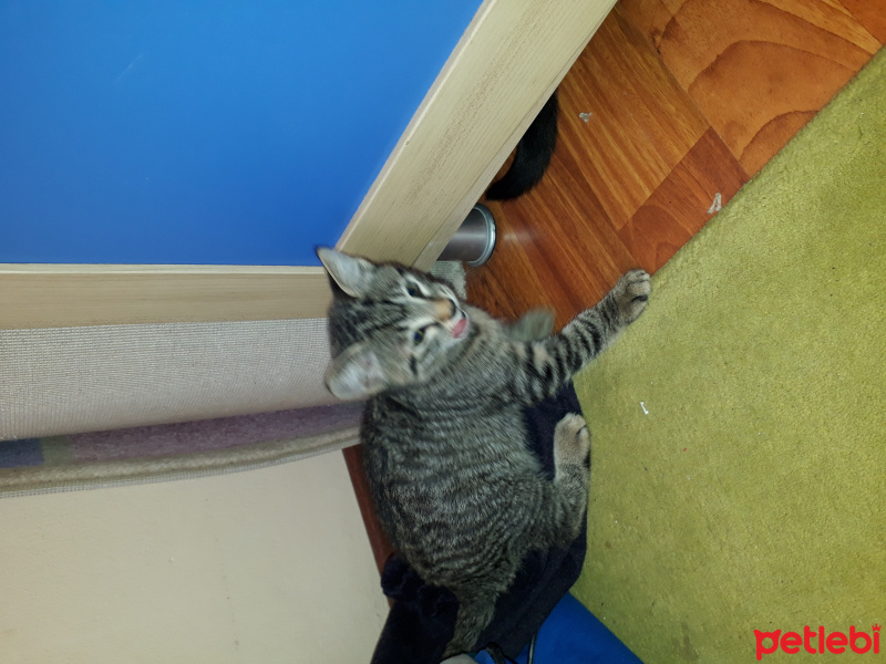 Tekir Kedi, Kedi  Siyah beyaz maya   yeşil siyah karamel fotoğrafı
