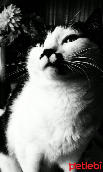 Tuxedo (Smokin) Kedi, Kedi  Zilli fotoğrafı