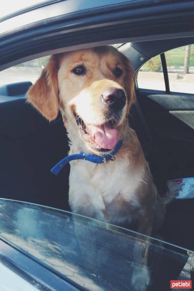 Golden Retriever, Köpek  Rex fotoğrafı