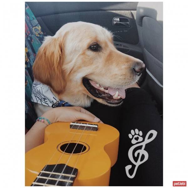 Golden Retriever, Köpek  Rex fotoğrafı