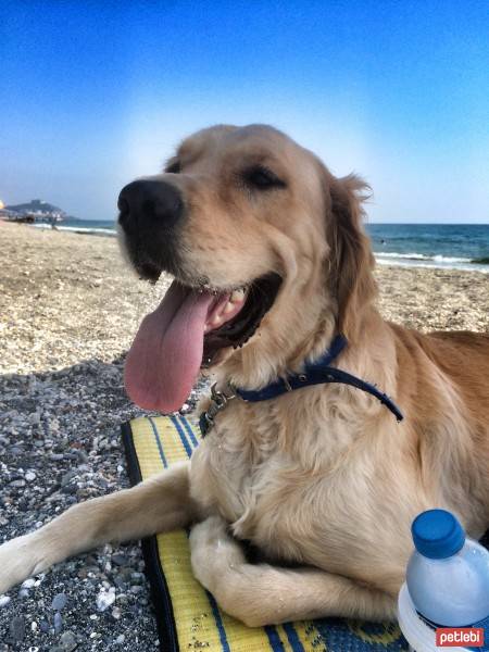 Golden Retriever, Köpek  Rex fotoğrafı