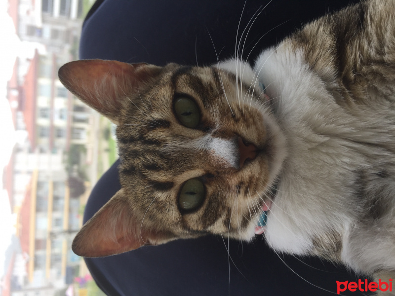 Tekir Kedi, Kedi  Coco fotoğrafı