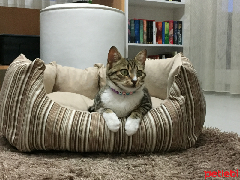 Tekir Kedi, Kedi  Coco fotoğrafı