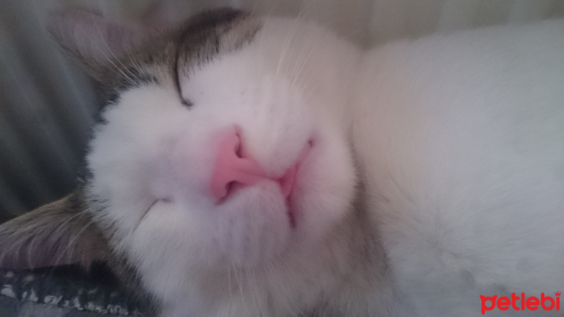 Tekir Kedi, Kedi  Puki fotoğrafı