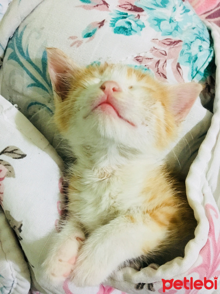 Tekir Kedi, Kedi  Tarçın fotoğrafı