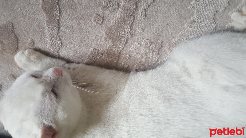 Van Kedisi, Kedi  Köpük fotoğrafı
