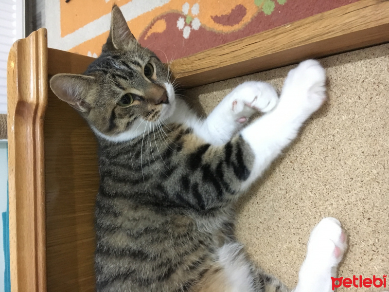 Tekir Kedi, Kedi  Göbüş fotoğrafı