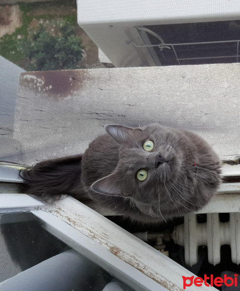 Nebelung, Kedi  Gümüş fotoğrafı