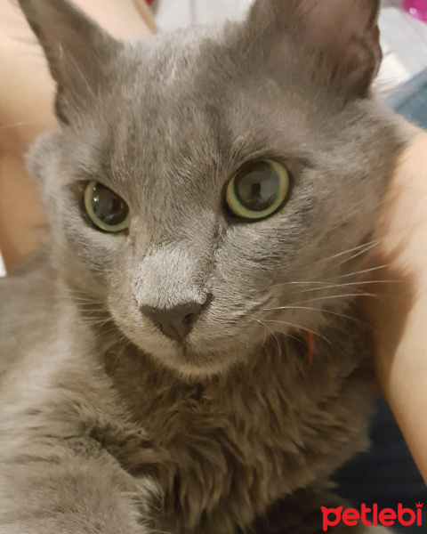 Nebelung, Kedi  Gümüş fotoğrafı