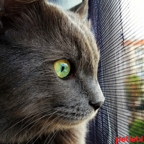 Nebelung, Kedi  Gümüş fotoğrafı