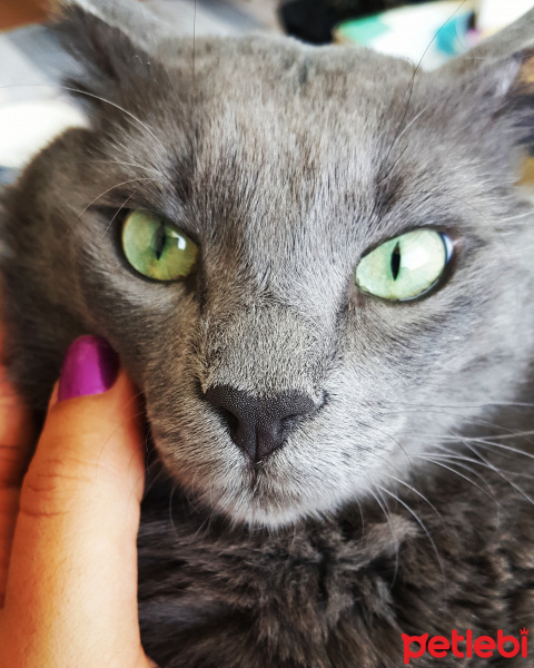 Nebelung, Kedi  Gümüş fotoğrafı