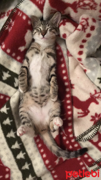 Tekir Kedi, Kedi  Tekila fotoğrafı