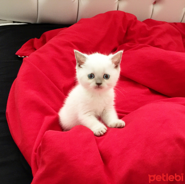 British Shorthair, Kedi  Sheila fotoğrafı
