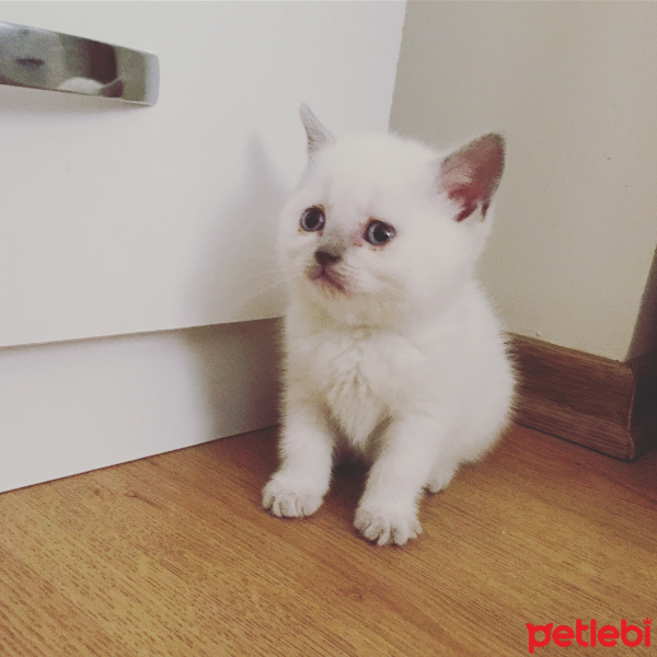British Shorthair, Kedi  Sheila fotoğrafı
