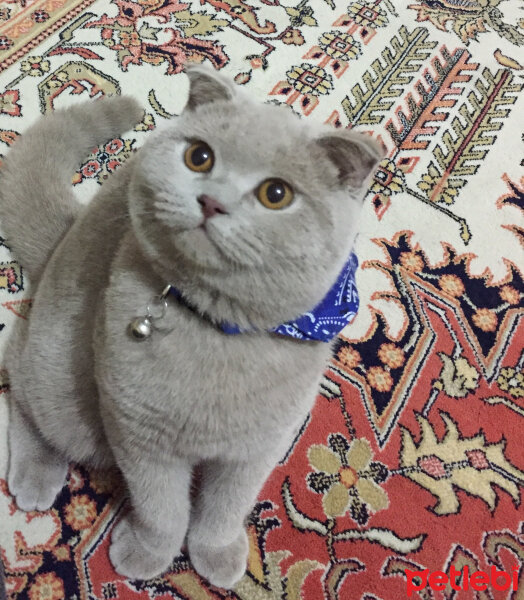 Scottish Fold, Kedi  Susam fotoğrafı