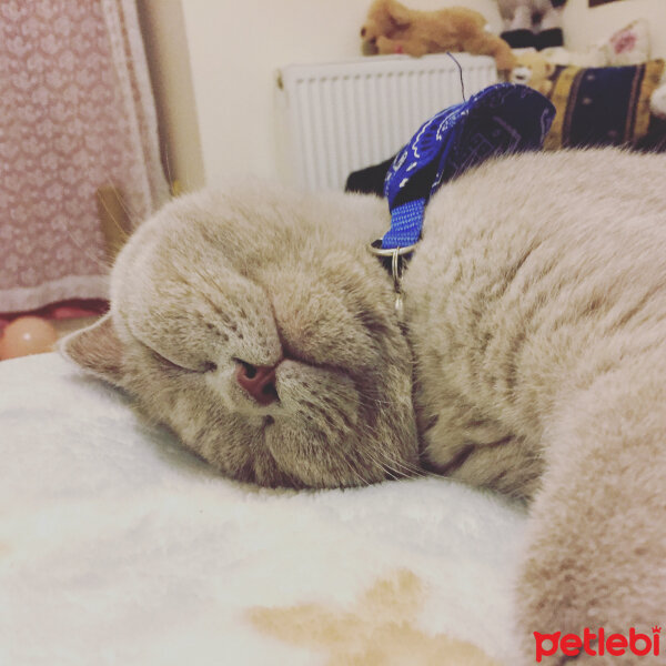 Scottish Fold, Kedi  Susam fotoğrafı