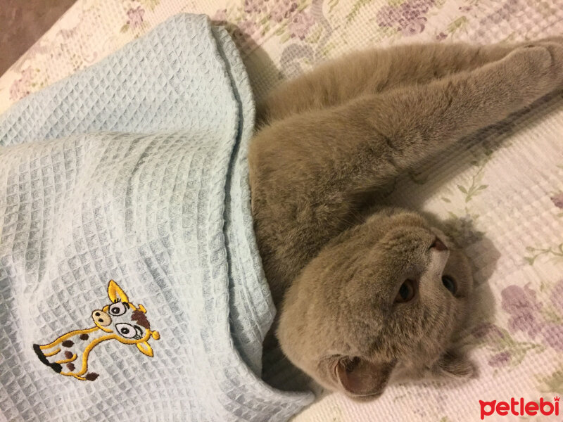 Scottish Fold, Kedi  Susam fotoğrafı