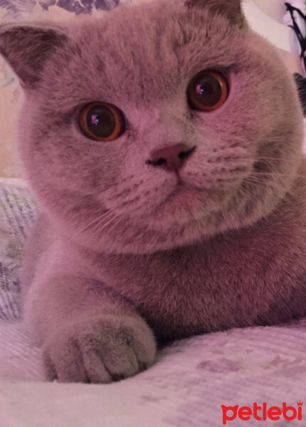 Scottish Fold, Kedi  Susam fotoğrafı