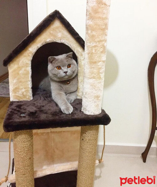 Scottish Fold, Kedi  Susam fotoğrafı