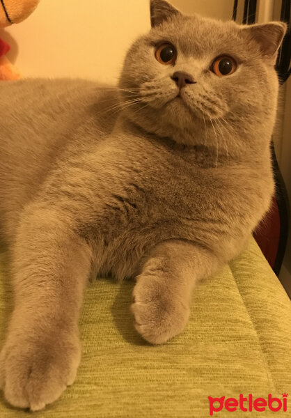 Scottish Fold, Kedi  Susam fotoğrafı