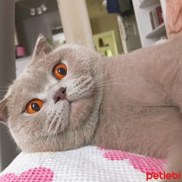 Scottish Fold, Kedi  Susam fotoğrafı