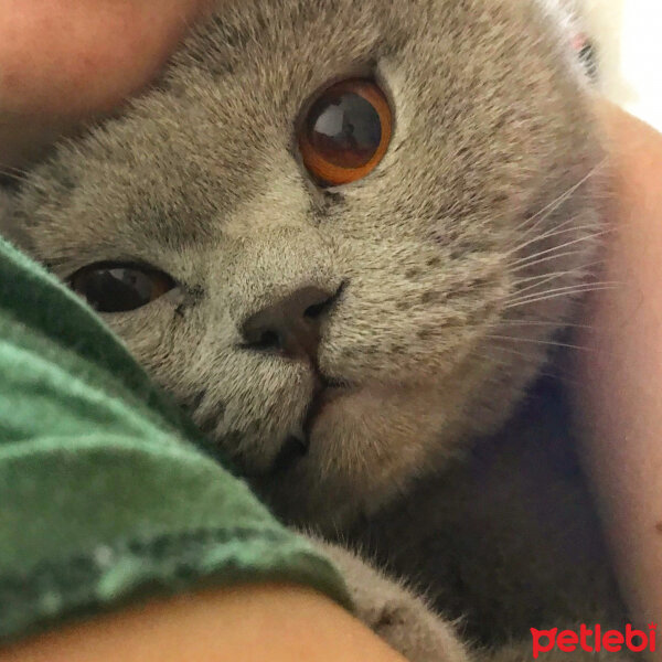 Scottish Fold, Kedi  Susam fotoğrafı