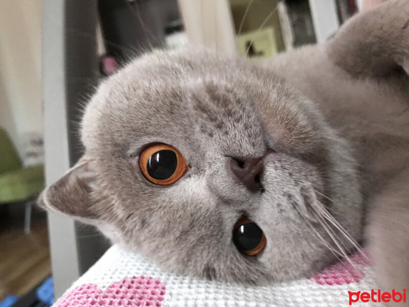 Scottish Fold, Kedi  Susam fotoğrafı