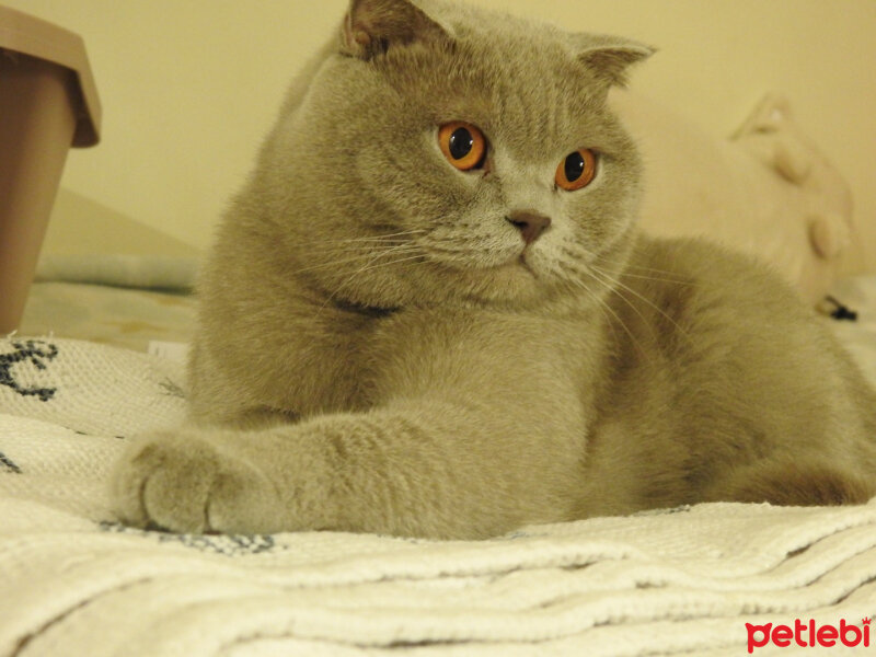 Scottish Fold, Kedi  Susam fotoğrafı