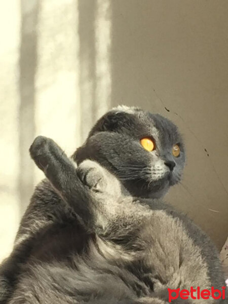 Scottish Fold, Kedi  Susam fotoğrafı