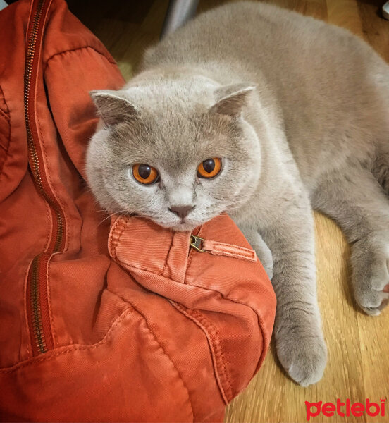 Scottish Fold, Kedi  Susam fotoğrafı