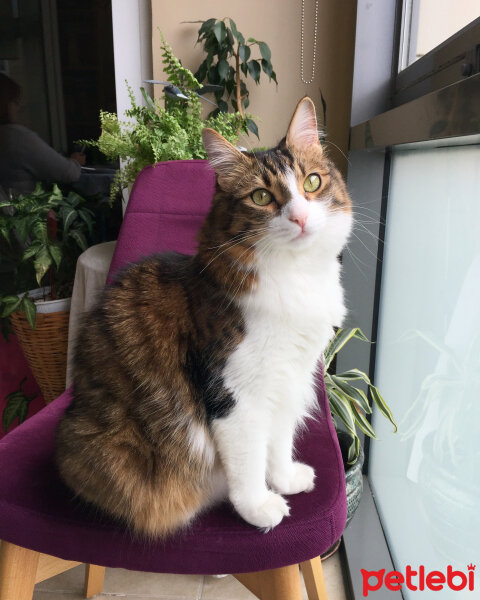 Norwegian Forest, Kedi  Miu fotoğrafı