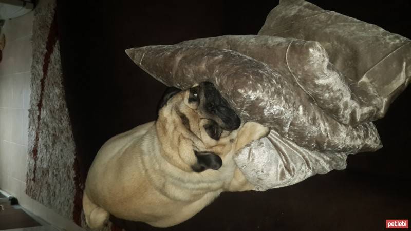 Pug, Köpek  Zeytin fotoğrafı