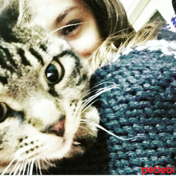 Tekir Kedi, Kedi  Çakır fotoğrafı