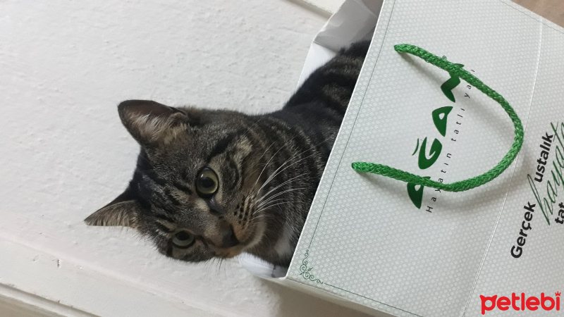 Tekir Kedi, Kedi  Çakır fotoğrafı