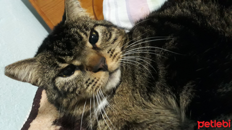 Tekir Kedi, Kedi  Çakır fotoğrafı