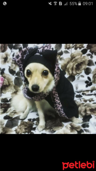 Pomeranyalı, Köpek  Zilli fotoğrafı