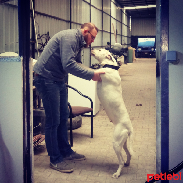 Dogo Arjantin, Köpek  Ares fotoğrafı