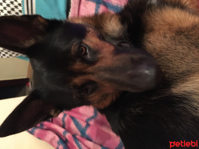Alman Çoban Köpeği, Köpek  zeus fotoğrafı