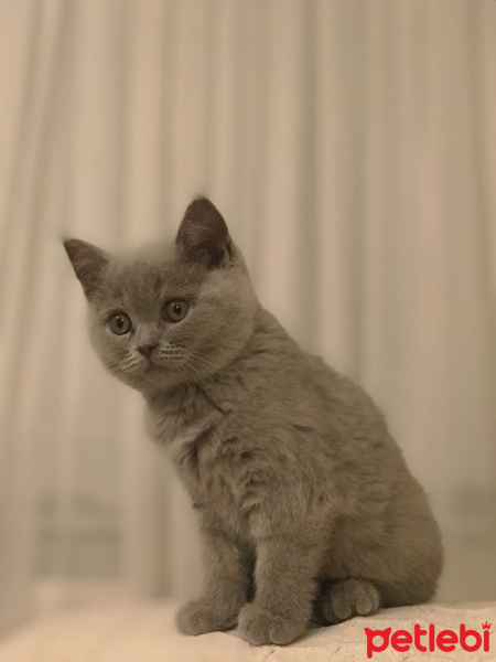 British Shorthair, Kedi  Lily fotoğrafı