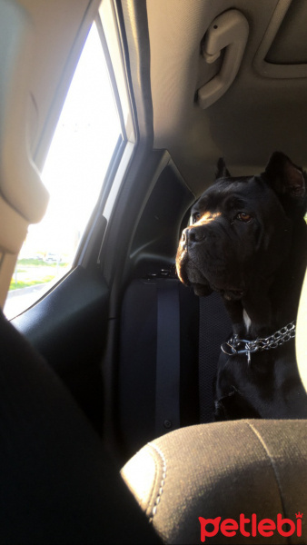 Cane Corso Italiano, Köpek  Güçlü fotoğrafı